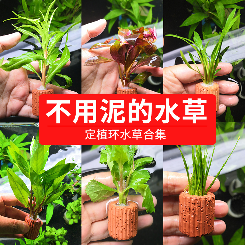 不用泥的水草无土定植水草造景懒人新手入门级净化水质的水草活体