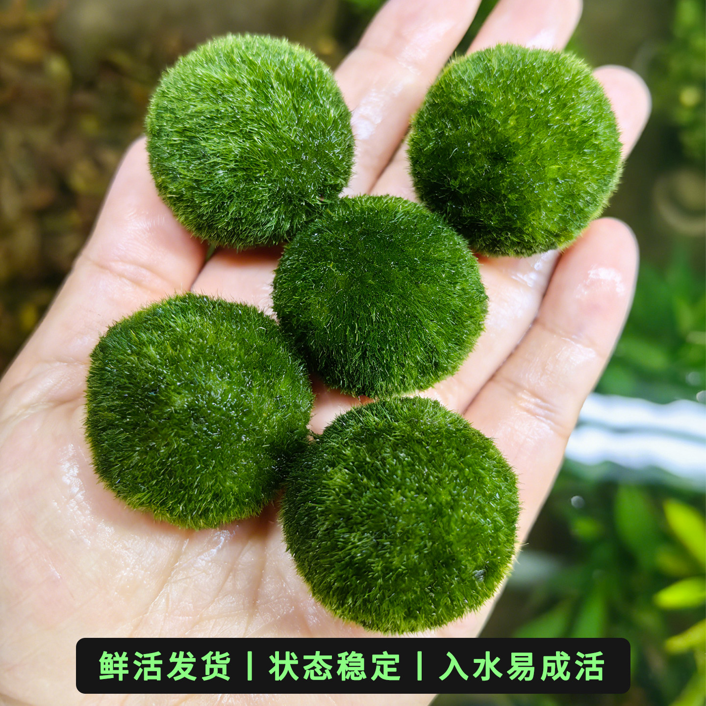 鱼缸装饰植物绿藻球苔藓活体水草生态新手易养沉水型淡水水培植物