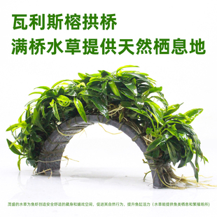 鱼缸造景迷你瓦利斯榕拱桥水培植物阴性真草淡水小摆件植物真水草