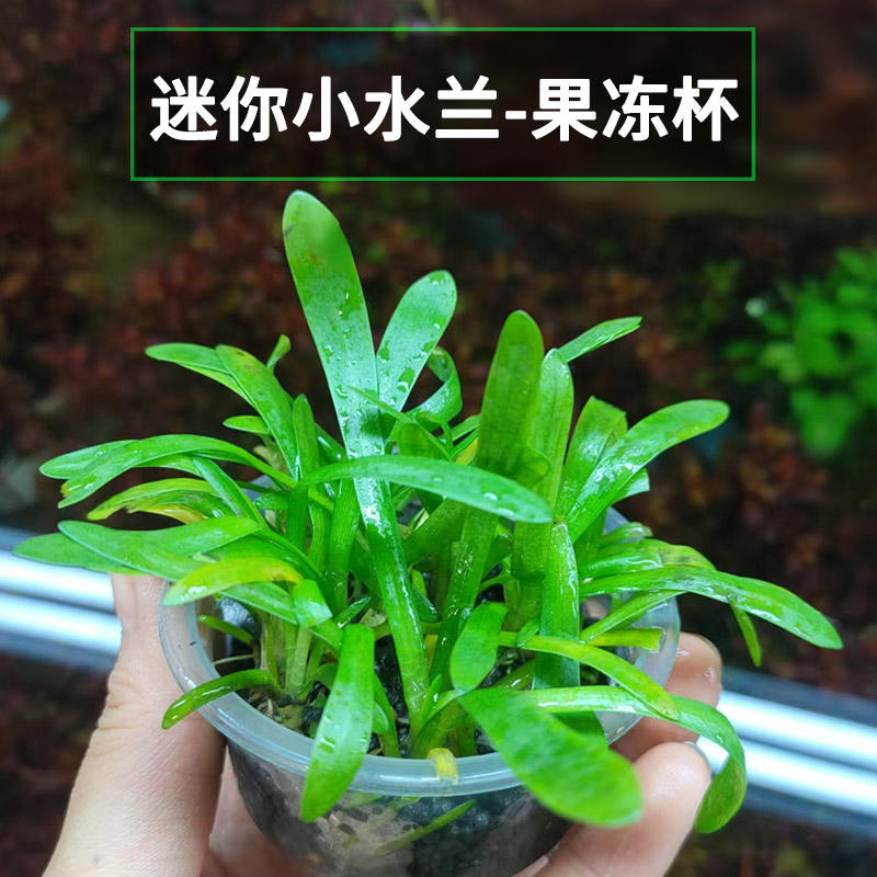 鱼缸水草迷你小水兰生态草缸前景植物真花草阴性淡水造景水生绿植