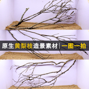 原生缸造景黄梨枝沉木装 饰南美缸鹿角枝素材一物一拍鱼缸倒挂树枝