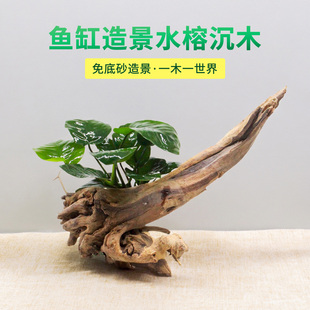 鱼缸造景水榕类水草沉木大叶水榕挺水淡水植物净化水质增氧懒人草