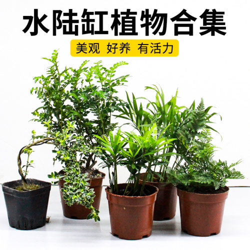 乌龟缸造景绿植生态水族缸真植物