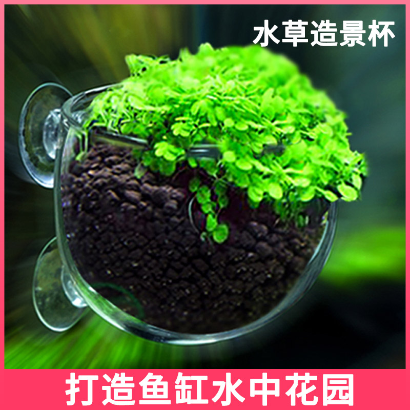 羡鱼水草造景杯种子玻璃育景杯
