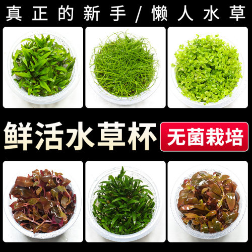 无菌杯水草鱼缸造景植物无藻无螺
