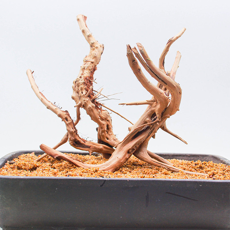鱼缸沉木造景木小号小型杜鹃根水族木头树形小树根水草缸天然沉木,宠物/宠物食品及用品,造景/装饰,淘宝优惠券,粉丝福利购,淘宝优惠卷