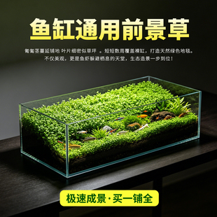 爬地矮珍珠前景水草鱼缸造景水下叶定植水草草缸生态造景绿植水培