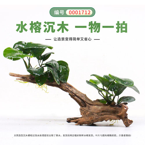 鱼缸造景水草沉木水榕一体骨架