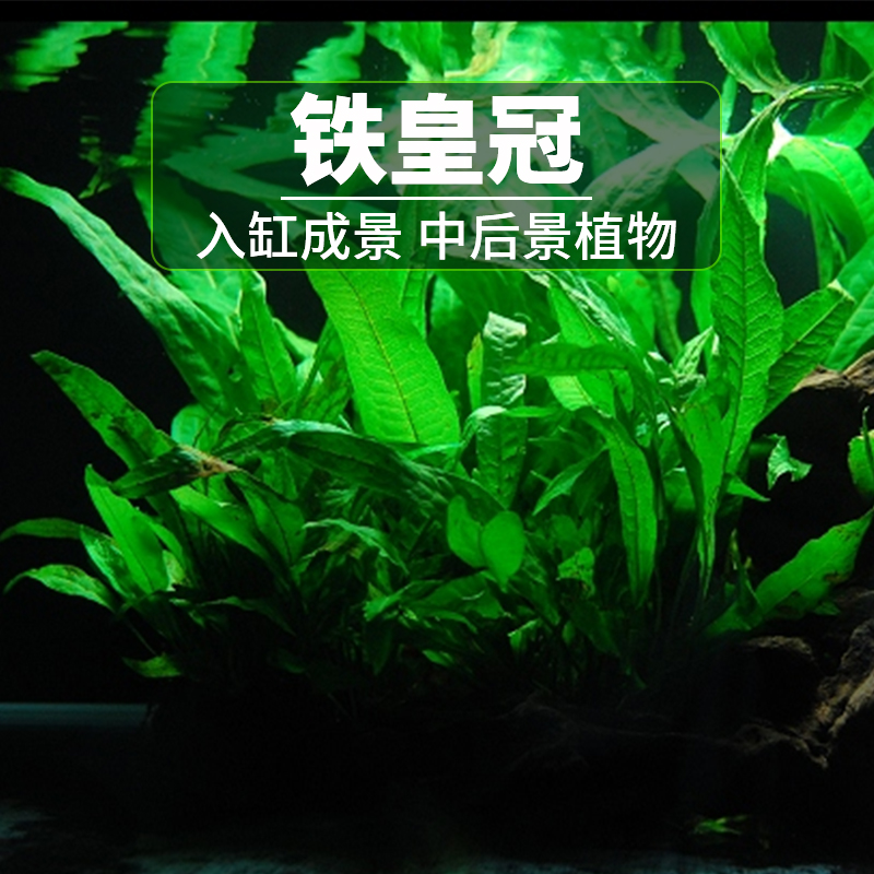 皇冠草中后景大叶铁皇冠懒人水草自养草淡水易活定制沉木草缸造景