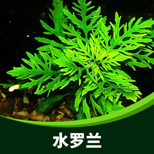 水罗兰水草鱼缸装饰造景淡水植物