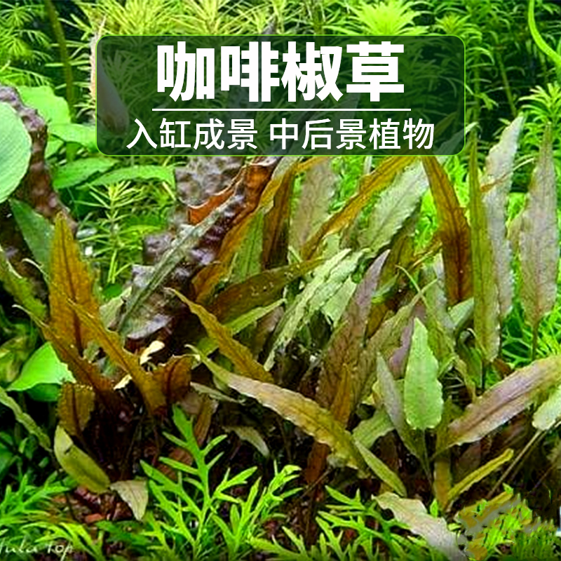 鱼缸造景水草咖啡椒自养草水中叶咖啡椒草中钱景草活体懒人装饰草