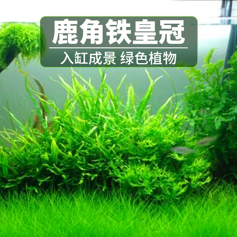 鹿角铁皇冠活体水草鱼缸