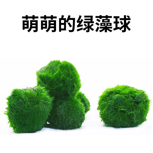 绿藻球活体淡水水草植物水藻球鱼缸造景装饰前景懒人水草球海藻球 - 封面