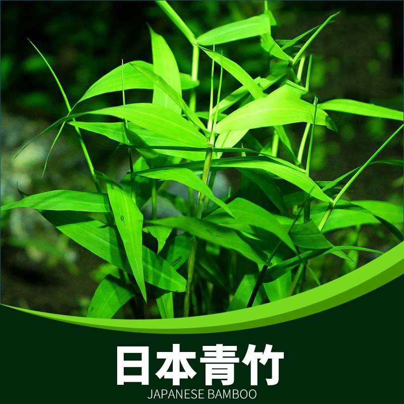 水草活体淡水日本青竹南美