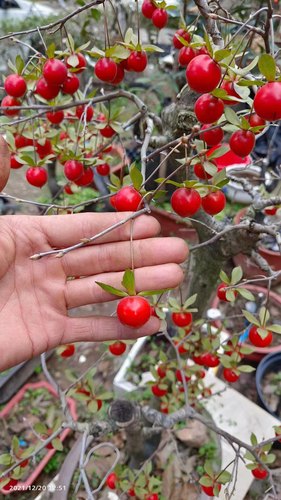 老鸦柿品种扦插苗一物一拍直播间拍品