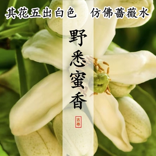 天然野悉蜜香浓香蔷薇水蔷薇露井花水大食水天然蒸馏馥郁合香香材