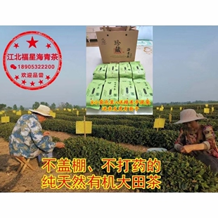 318豌豆香青岛胶南特产海青绿茶2025年新茶赛崂山日照绿茶小包装