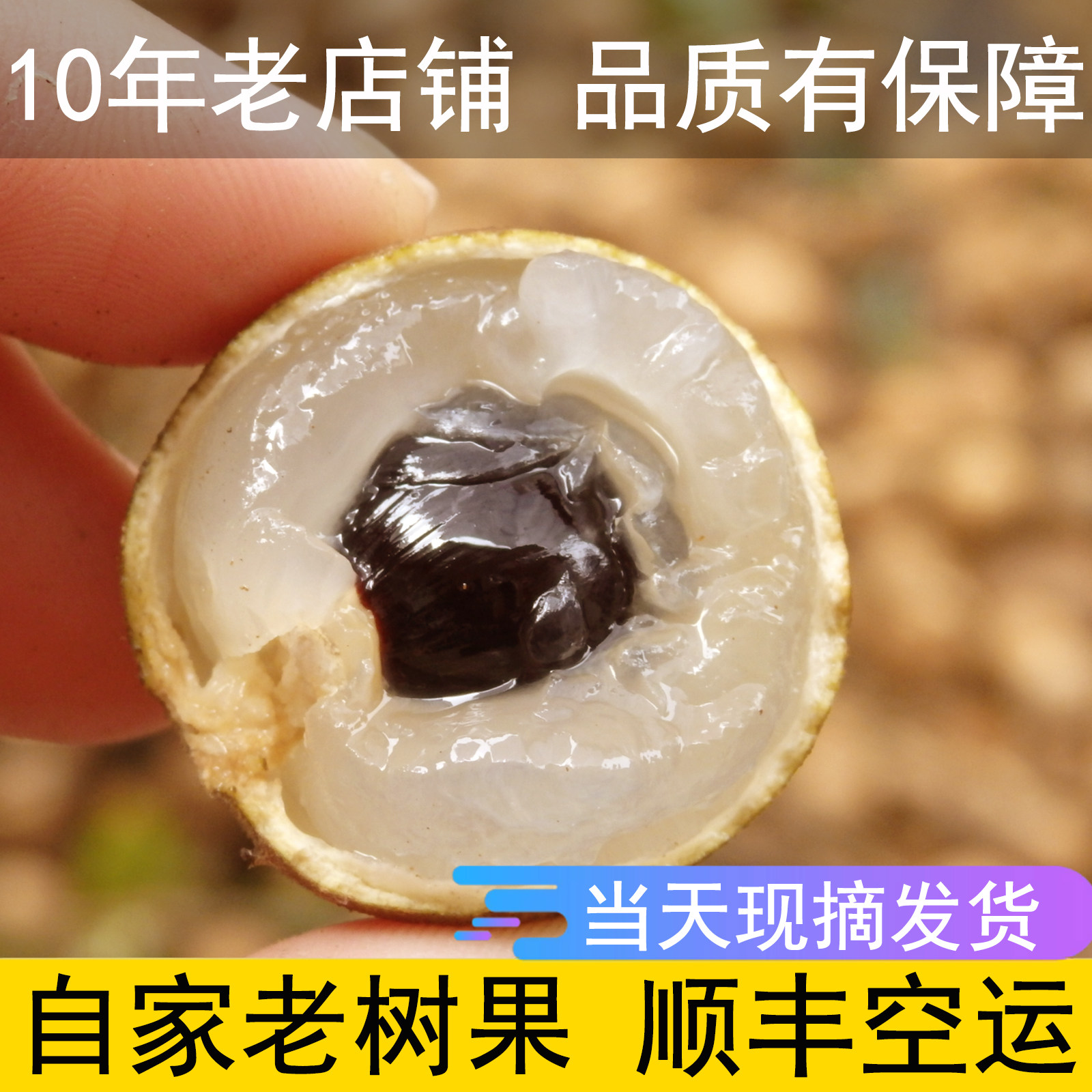 泸州桂圆新鲜老品种老树现摘现发四川特产泸县水果宝石龙眼顺丰