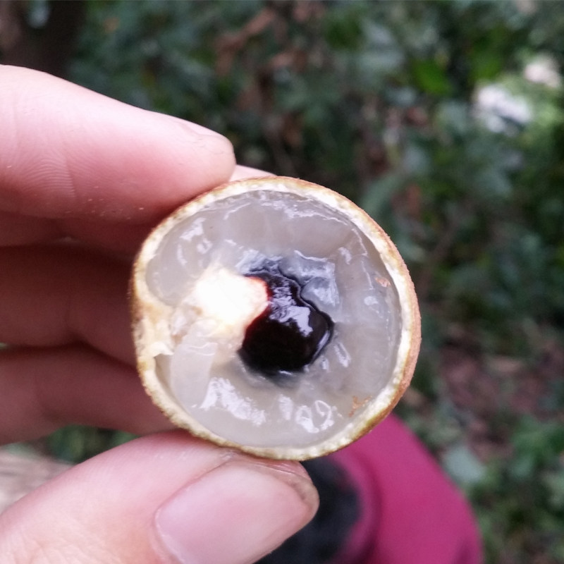 【精选】龙眼新鲜泸州桂圆5斤现摘水果四川特产顺丰空运包邮