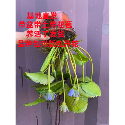 睡莲水培庭院阳台四季水培花卉