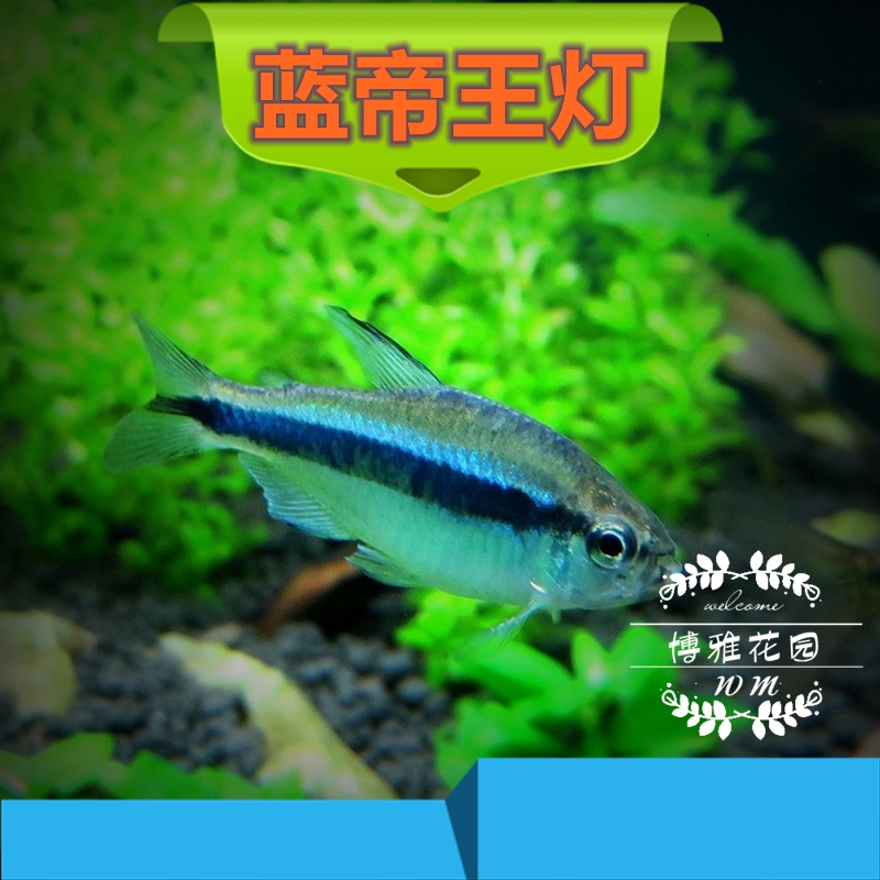 蓝帝王灯蓝国王灯鱼蓝帝灯群游热带观赏小型活体草缸彩虹灯科刚果
