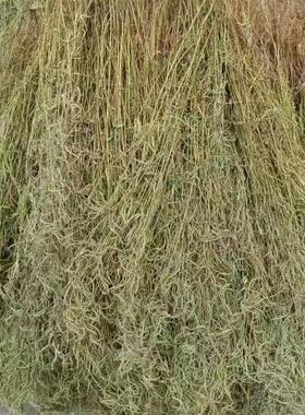 1份150克29包邮江山野生石香薷干货去暑茶凉茶叶清凉茶灵香草仙草