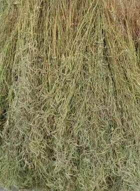 1份150克29包邮江山野生石香薷干货去暑茶凉茶叶清凉茶灵香草仙草