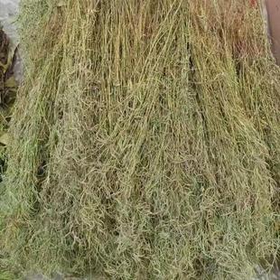 1份150克29包邮江山野生石香薷干货去暑茶凉茶叶清凉茶灵香草仙草