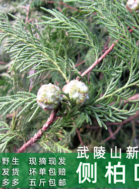 侧柏叶 现摘侧柏鲜果 野生新鲜柏树叶 柏树籽柏香叶中药材熏肉5斤