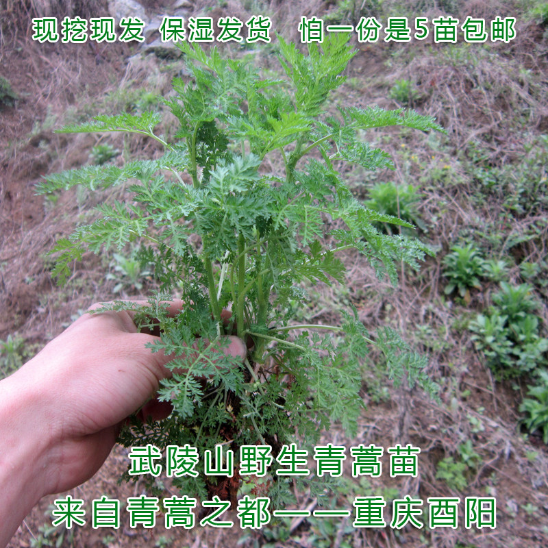 青蒿黄花蒿居家办公室提神趣味