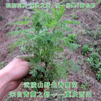 青蒿黄花蒿居家办公室提神趣味