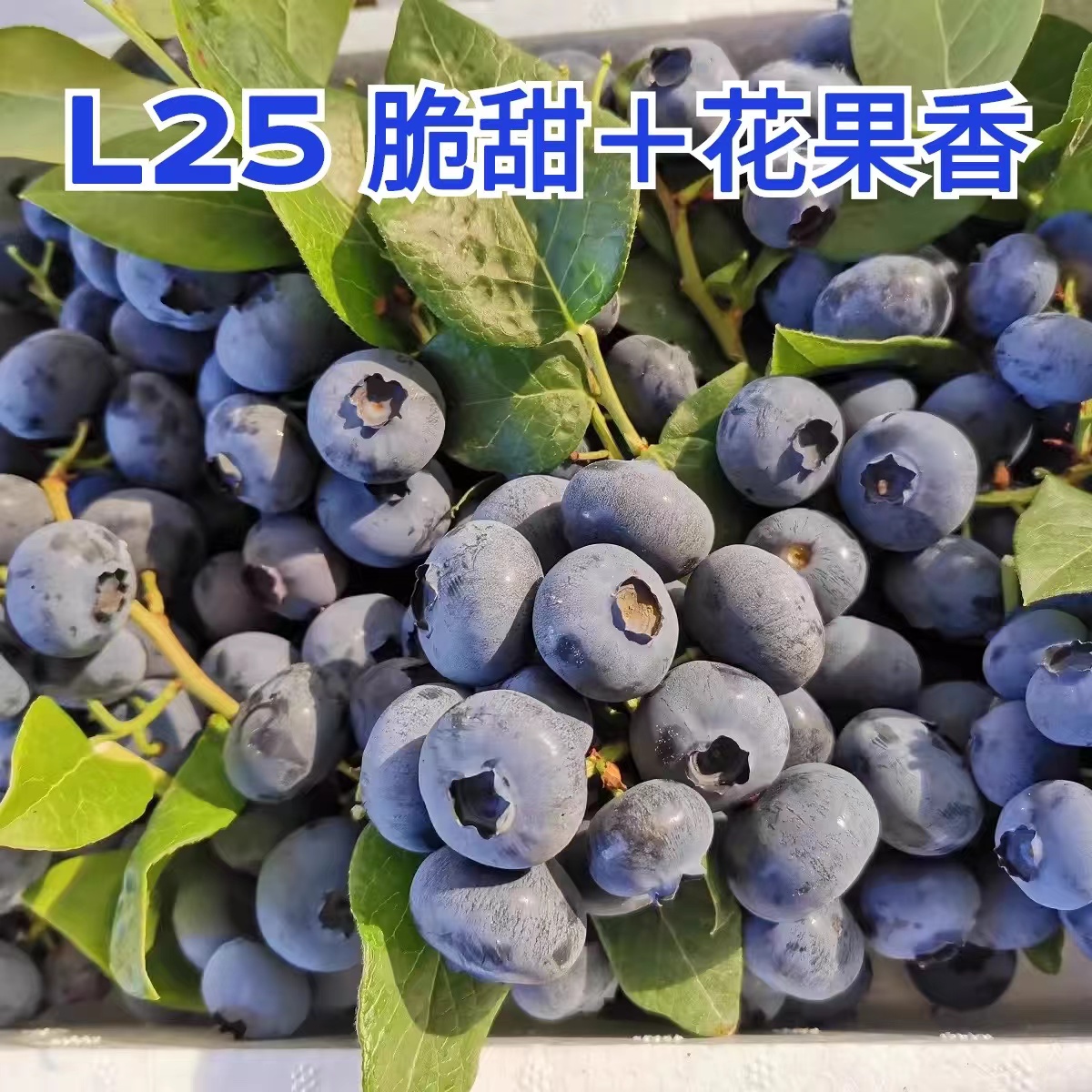 庄河精品蓝莓L25嘎嘣脆甜