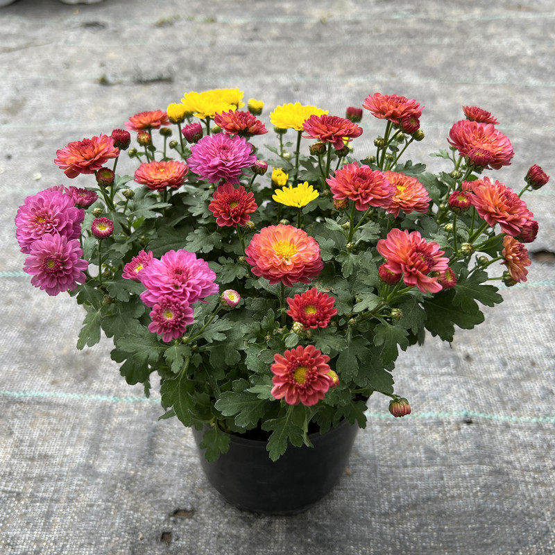菊花千头菊玛格丽特盆栽多年生庭院阳台花期长耐养植物花卉带花苞