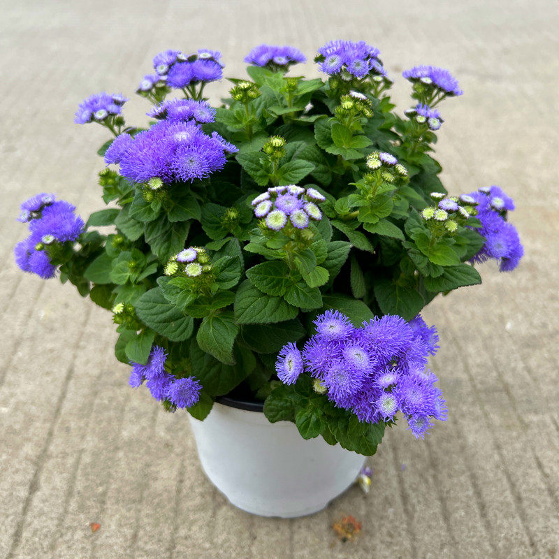 藿香蓟盆栽花苗庭院阳台花园耐养防虫植物花期长耐寒花卉绿植花卉