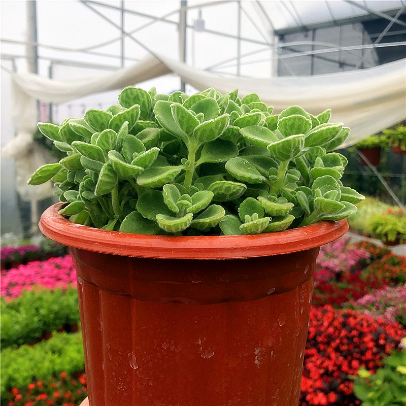 碰碰香一抹香盆栽花卉夏季驱蚊植物办公室客厅香草多肉净化空气