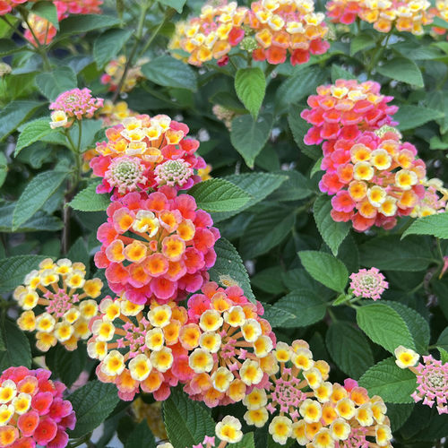五色梅庭院阳台花园春夏秋花期长