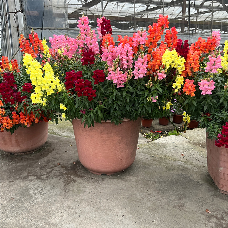 金鱼草宿根庭院阳台冬春花期长