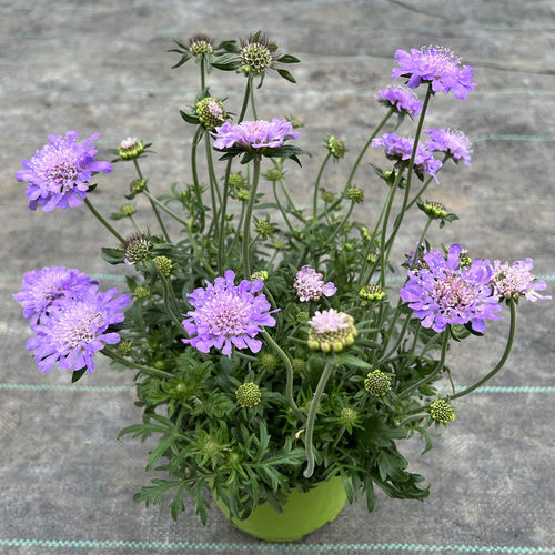 蓝盆花蓝盆花阳台花园四季花期长