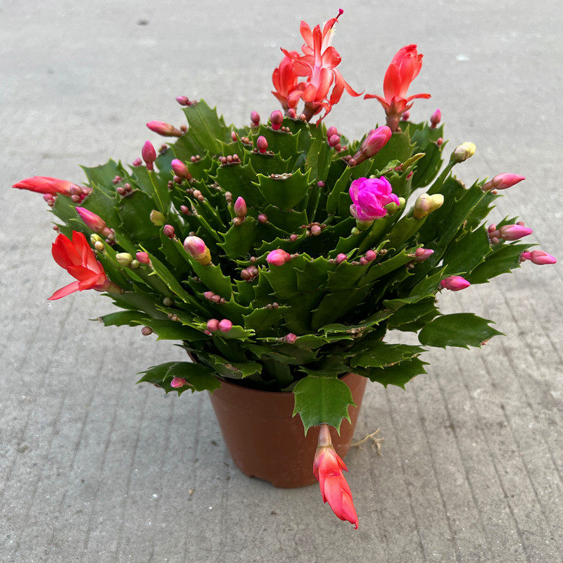 蟹爪兰盆栽花卉多肉植物室内阳台庭院花园四季开花重瓣绿植花期长