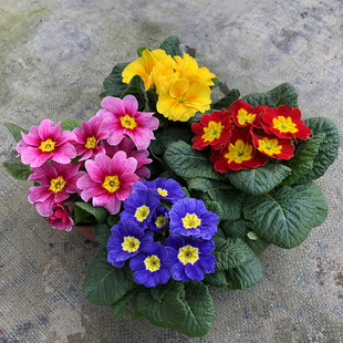 报春花盆栽花苗庭院阳台花园花期长耐寒耐养植物花卉欧洲玫瑰花