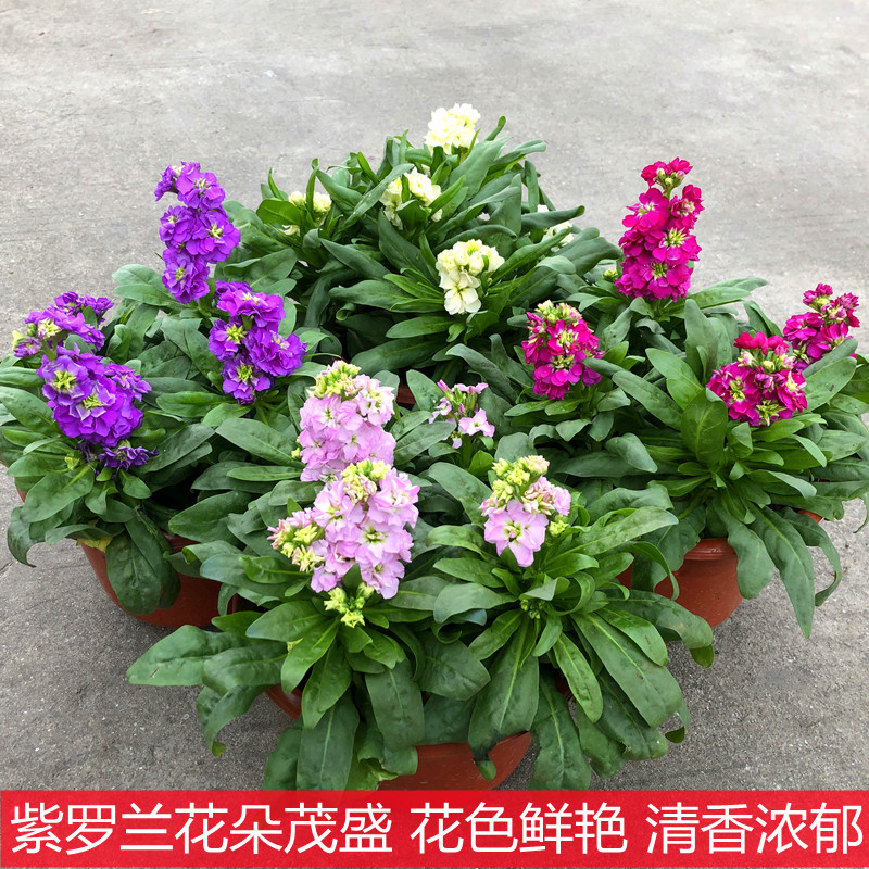 紫罗兰盆栽花苗庭院阳台花园阳台耐寒观花植物草本切花带花苞发货