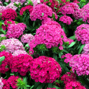 霹雳绣球石竹盆栽大苗带花苞庭院阳台花园绿化景观植物花期长耐养