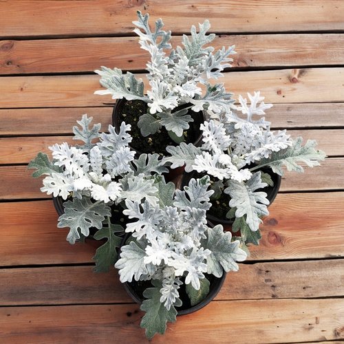 银叶菊盆栽花苗雪叶菊花苗耐寒植物阳台庭院花园景观耐寒花卉绿植 - 封面
