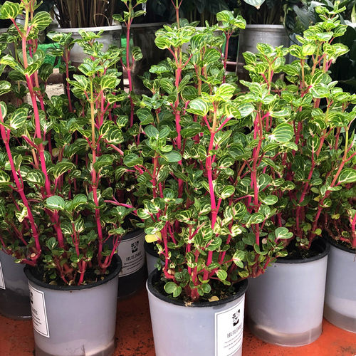 耐养水培植物室内四季锦叶雪苋