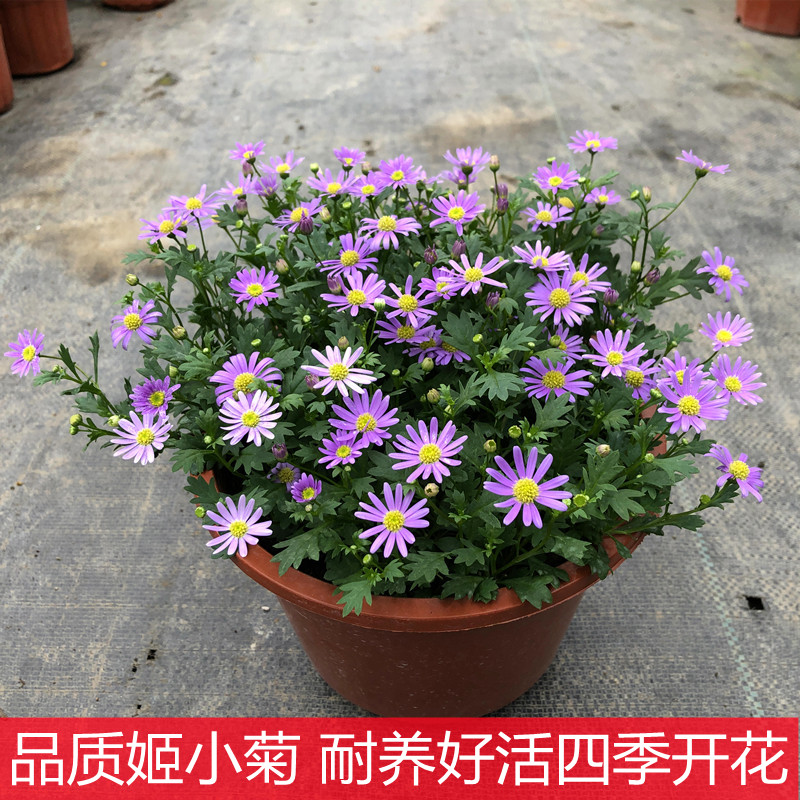 花期长四季开花姬小菊阳台庭院