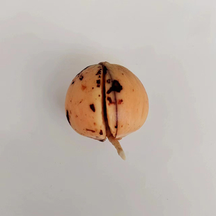 水培牛油果果核 牛油果种子 牛油果果仁牛油果发芽水养牛油果催芽