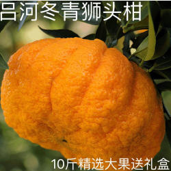 旬阳特产狮头柑新鲜水果吕河冬青柑子10斤装批发丑八怪不知火