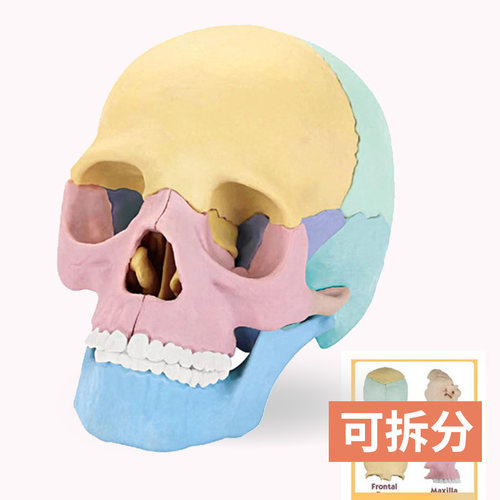 4D人体头骨模型可拆分颅骨标本
