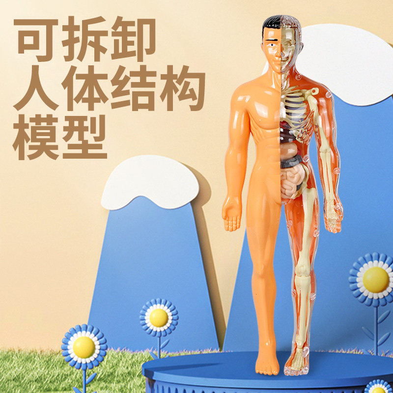 可拆卸人体结构模型仿真身体骨骼器官科普道具中小学生物学教玩具