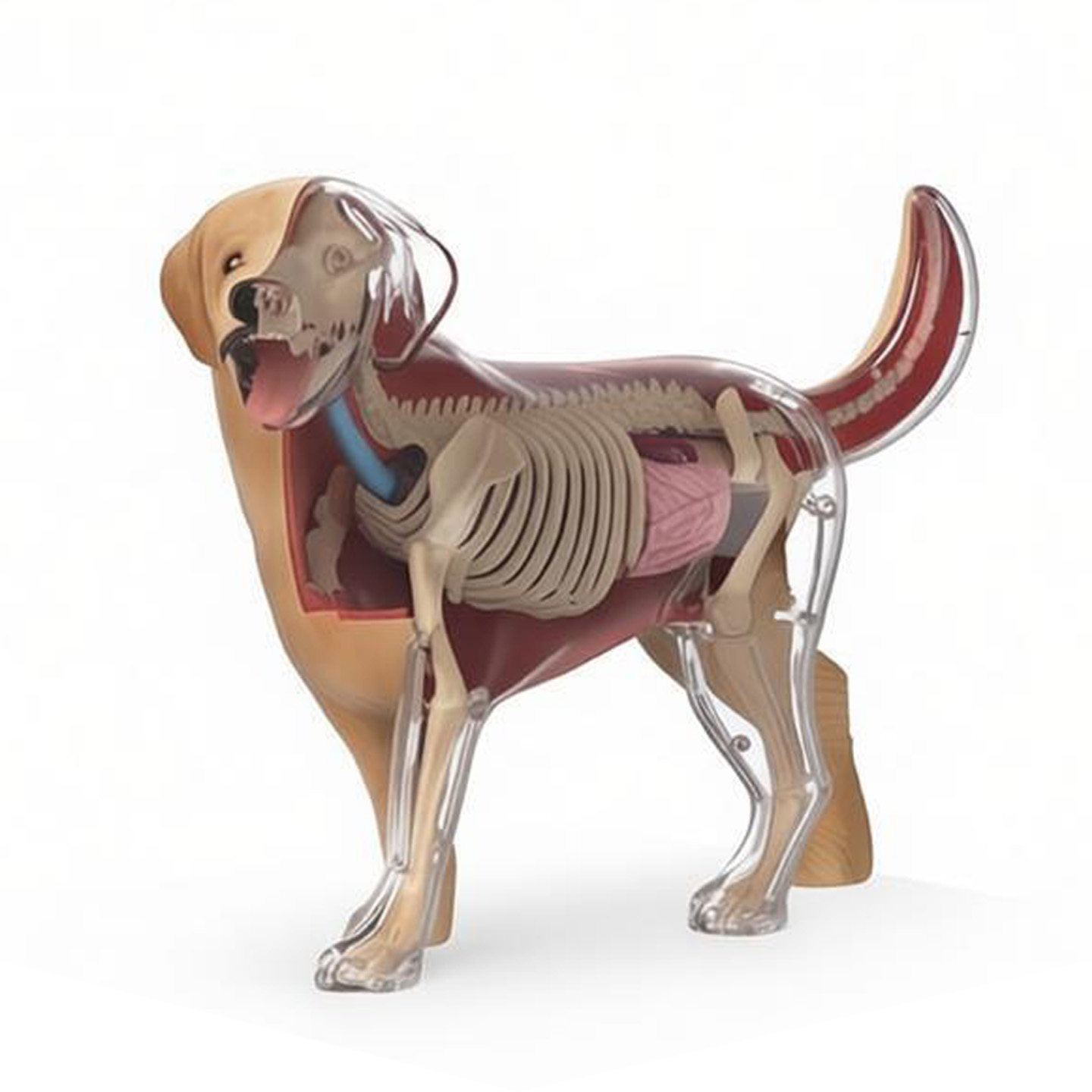4D猫狗动物解剖模型可拆卸内脏器官医学教具透视骨骼金毛犬橘猫等